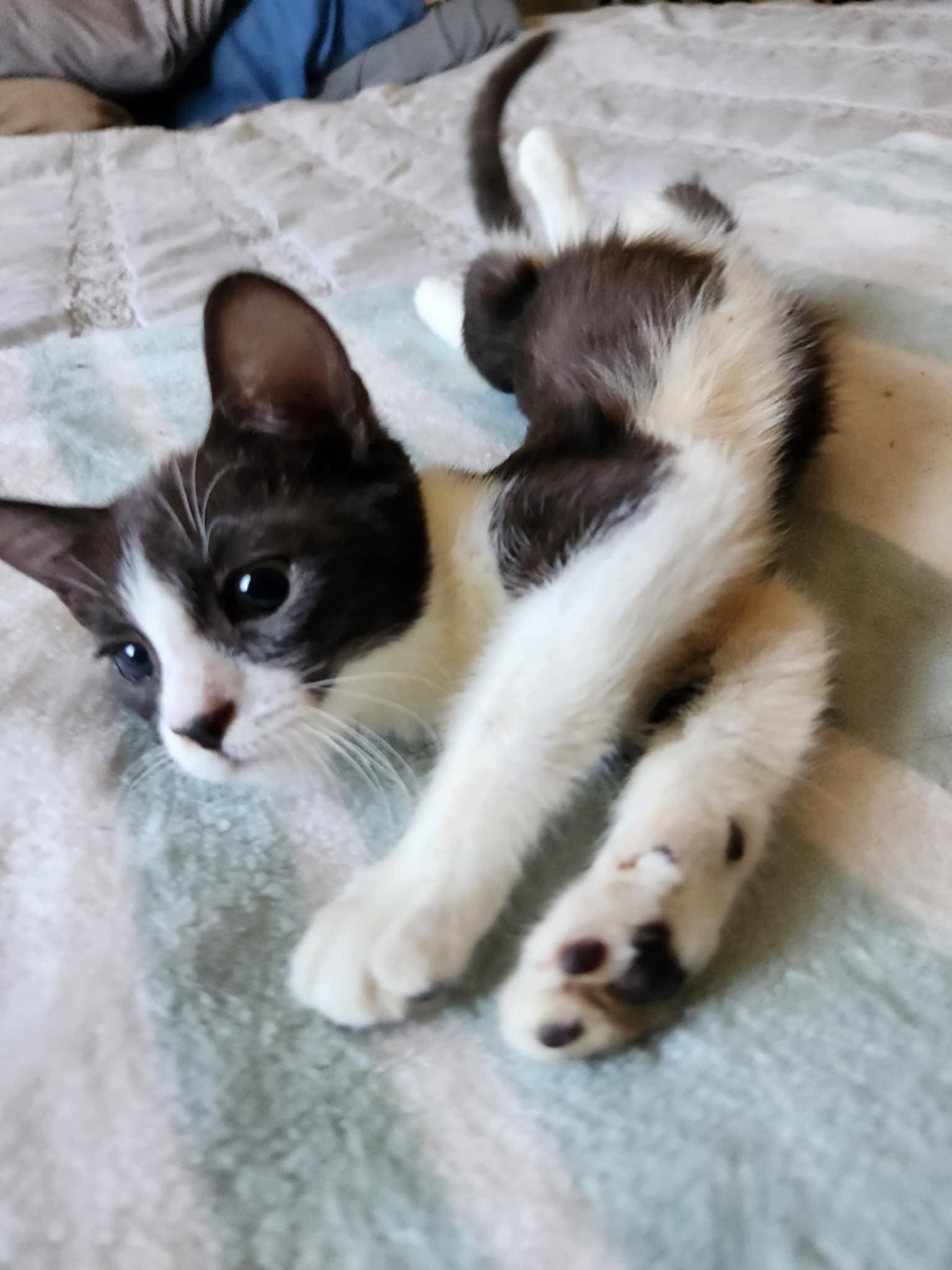 Enlarge Tinker Bell, a Adoptable Tuxedo in Fresno, CA image 2/4