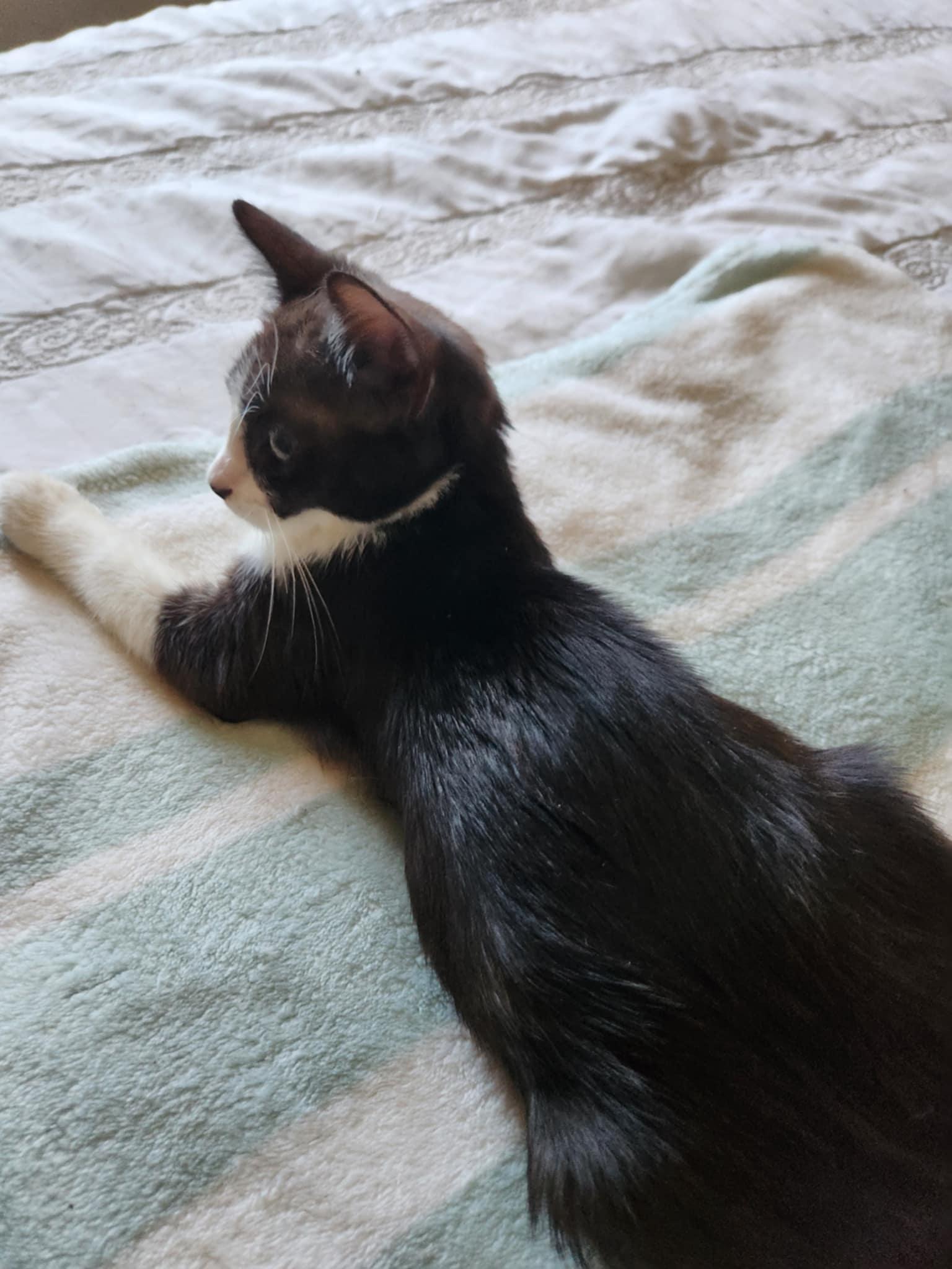 Enlarge Tinker Bell, a Adoptable Tuxedo in Fresno, CA image 4/4