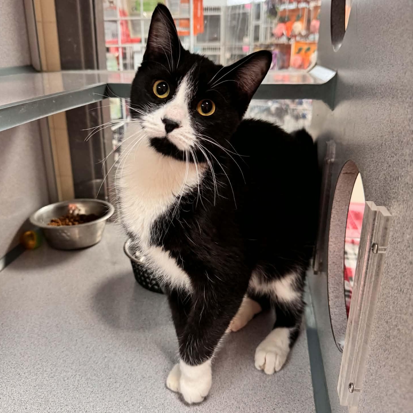 Goose, adopted, Young Male Domestic Short Hair.