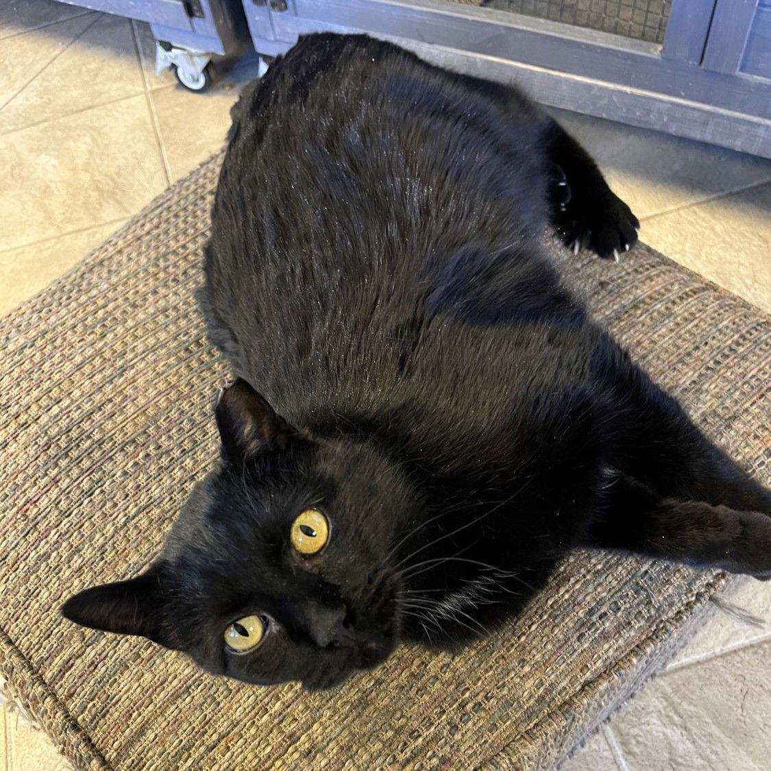 Enlarge Magic - AC Kitty!, a Adoptable Domestic Short Hair in Laramie, WY image 1/3