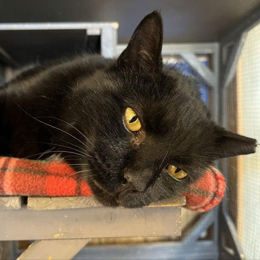 Enlarge Magic - AC Kitty!, a Adoptable Domestic Short Hair in Laramie, WY image 2/3