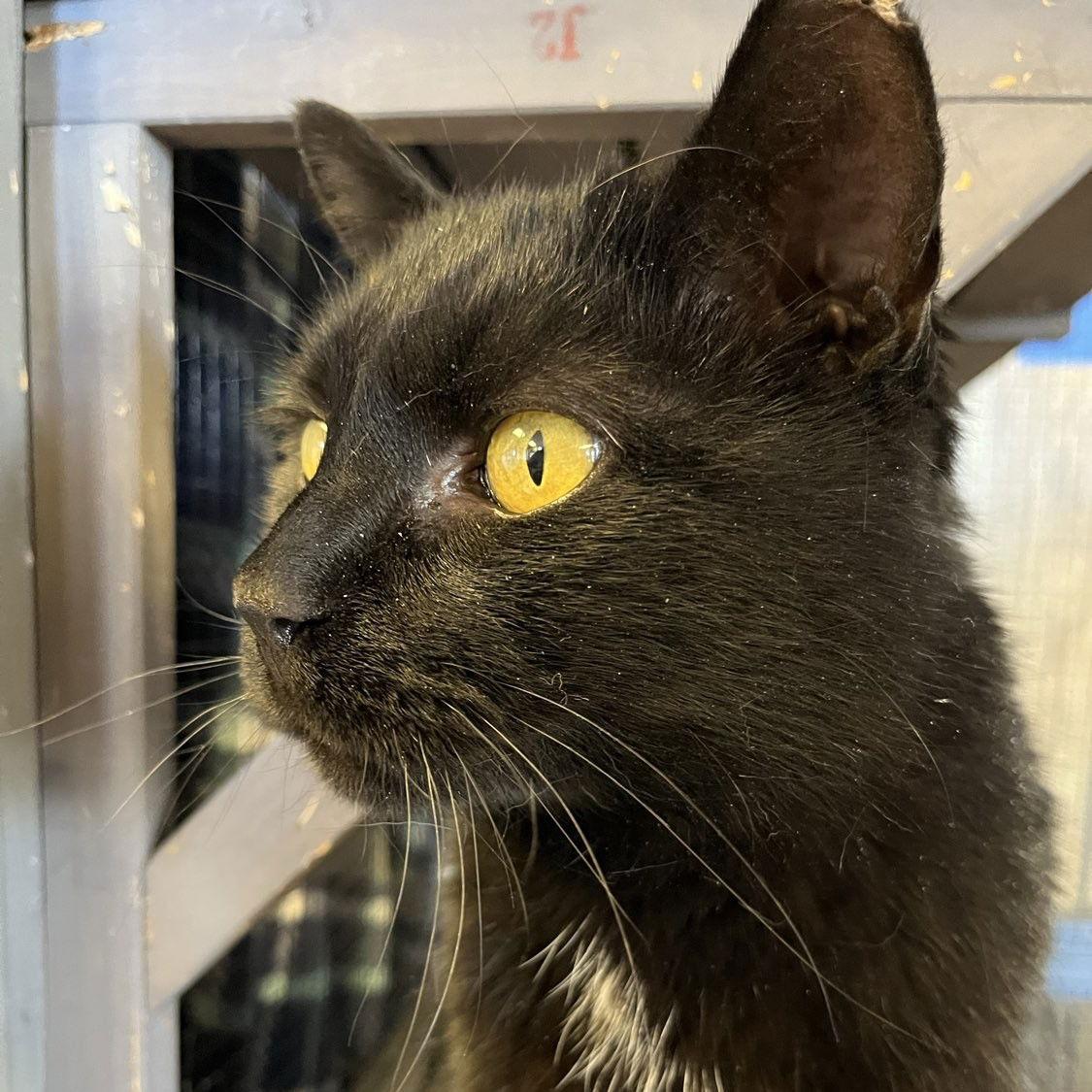 Enlarge Magic - AC Kitty!, a Adoptable Domestic Short Hair in Laramie, WY image 3/3