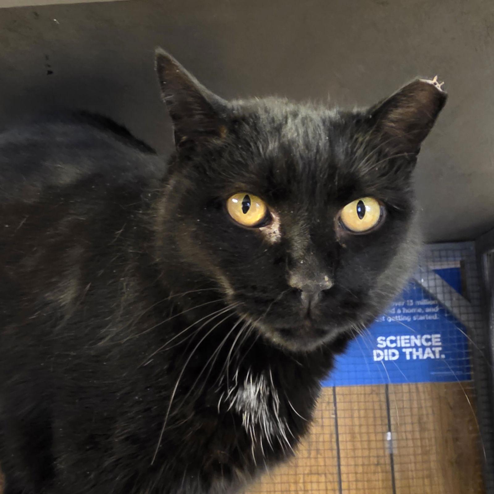 Magic, a Adoptable Domestic Short Hair in Laramie, WY image 2/2