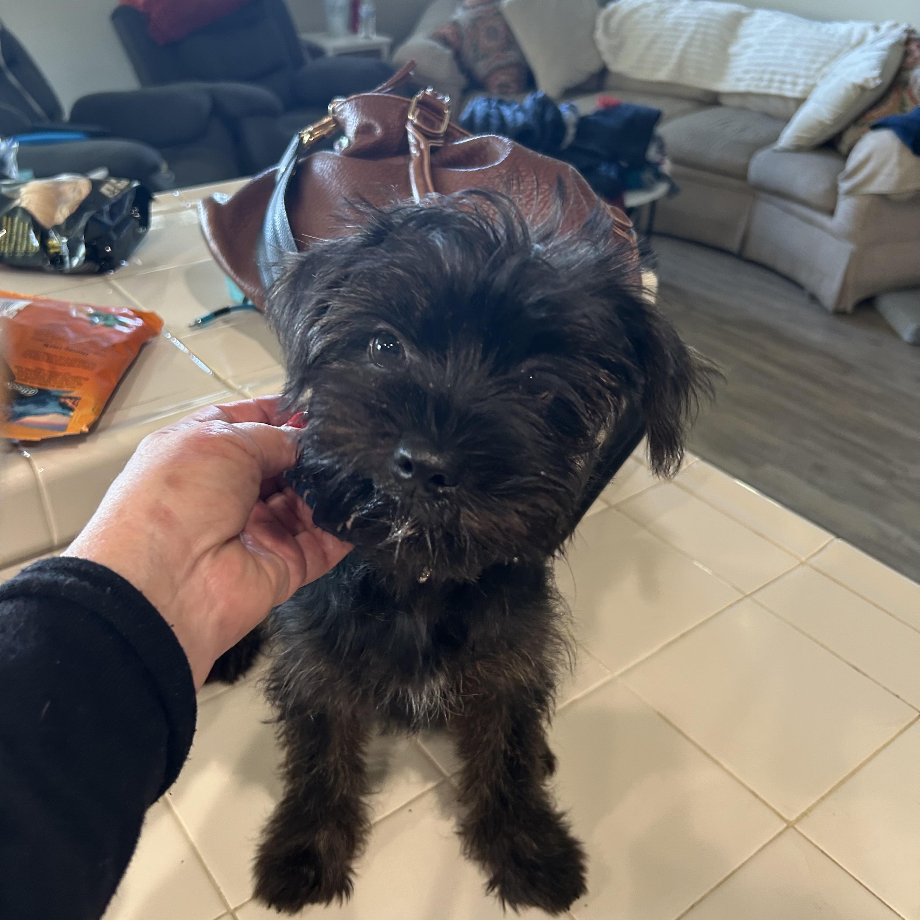 Enlarge Rascal  ADOPTED!, an adopted mixed breed in Bakersfield, CA image 1/4