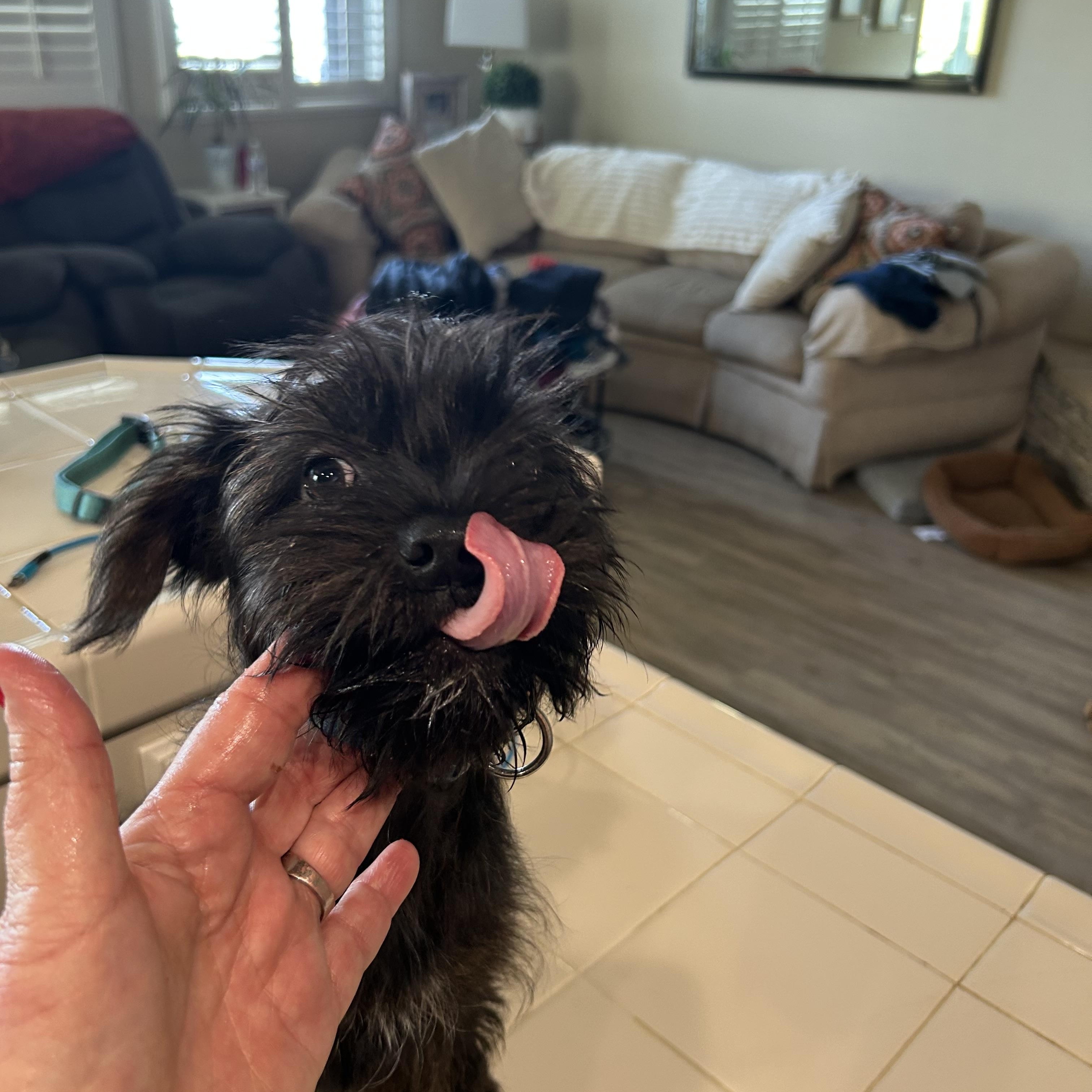 Enlarge Rascal  ADOPTED!, an adopted mixed breed in Bakersfield, CA image 2/4