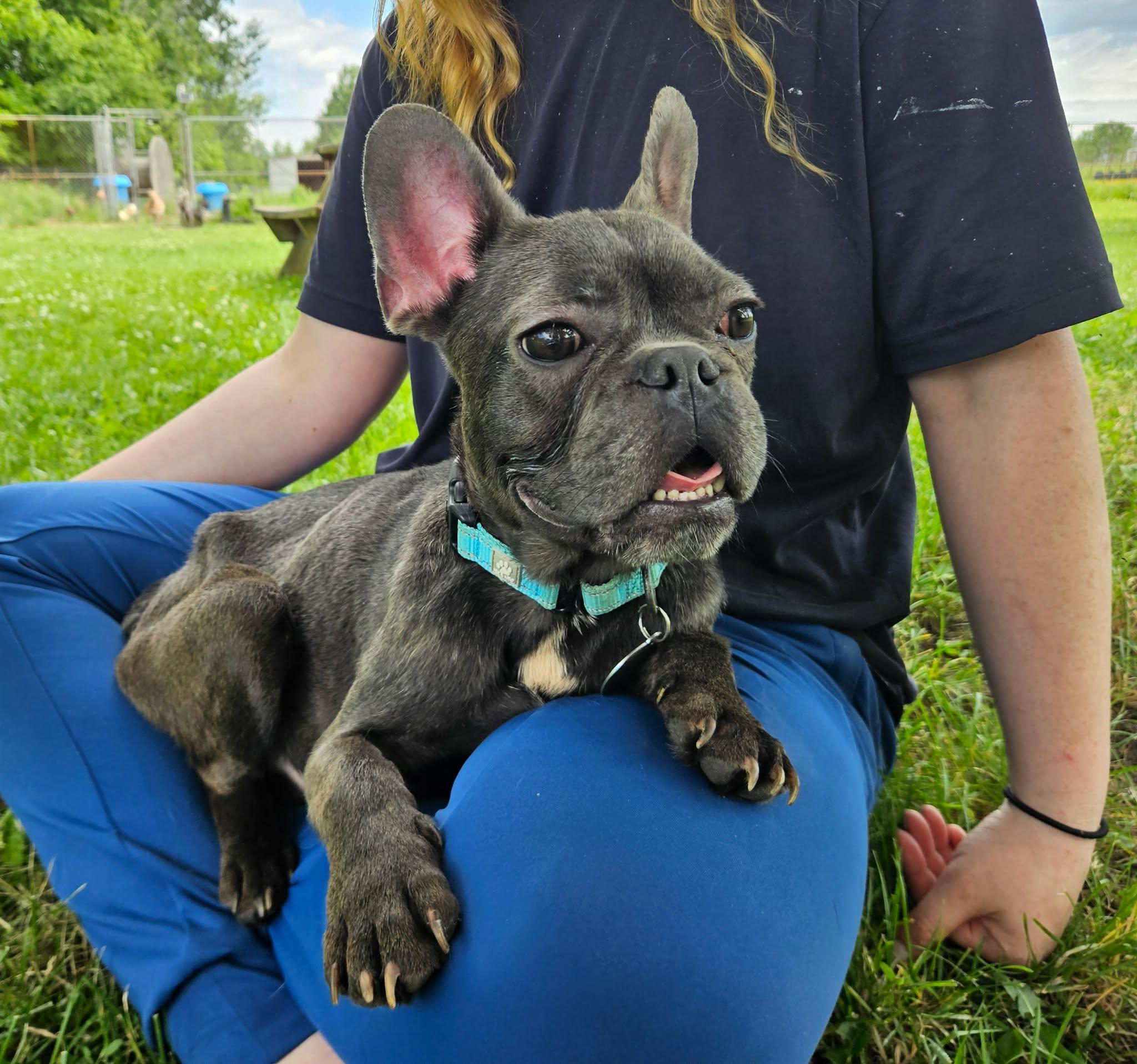 Enlarge Patrick, a ADOPTABLE French Bulldog in China Township, MI image 3/5