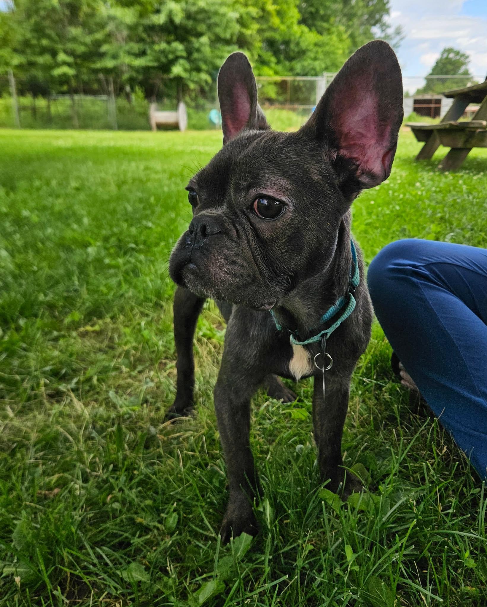 Enlarge Patrick, a ADOPTABLE French Bulldog in China Township, MI image 2/5