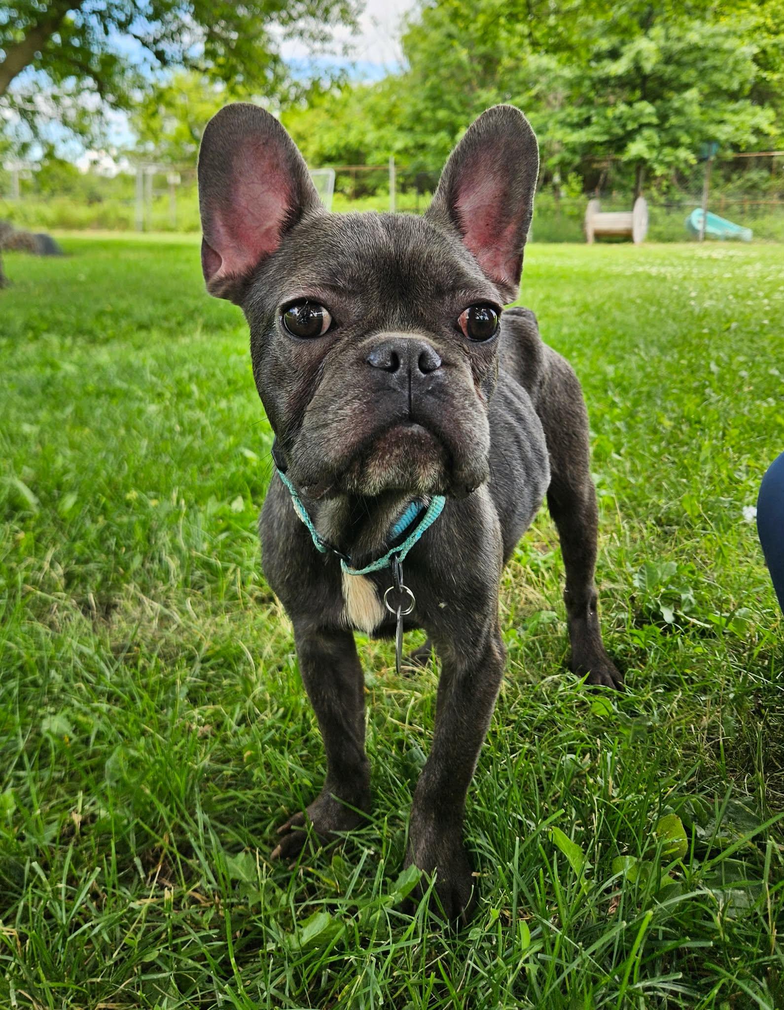 Enlarge Patrick, a ADOPTABLE French Bulldog in China Township, MI image 1/5