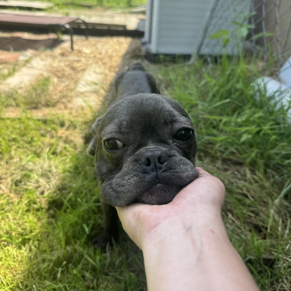 Enlarge Patrick, a ADOPTABLE French Bulldog in China Township, MI image 4/5