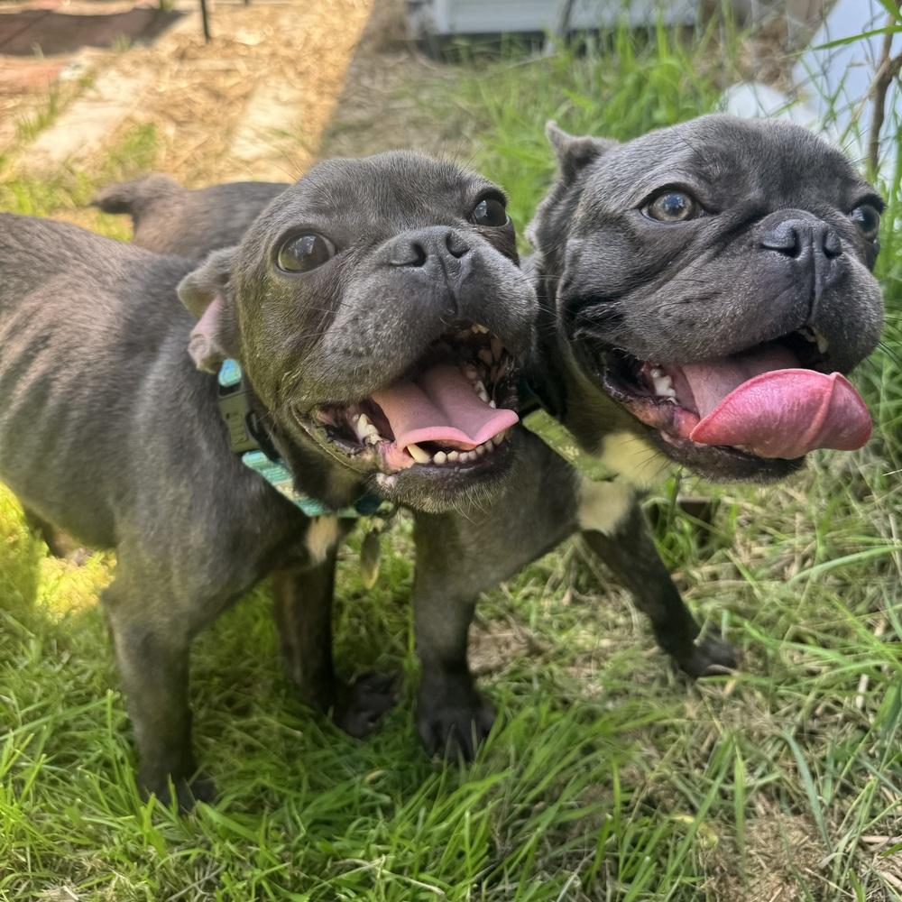 Enlarge Patrick, a ADOPTABLE French Bulldog in China Township, MI image 5/5