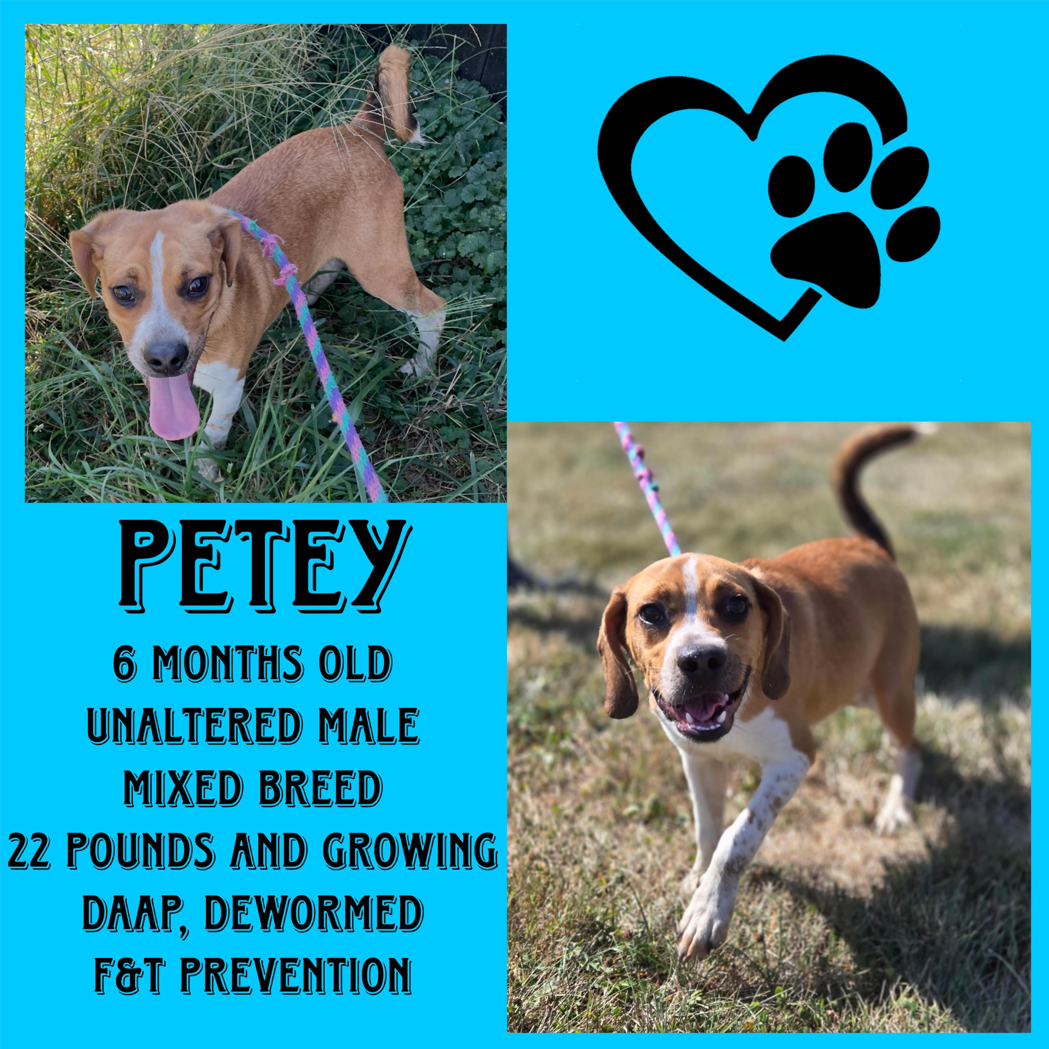 Petey, an adoptable Beagle, Puggle in Cynthiana, KY, 41031 | Photo Image 1