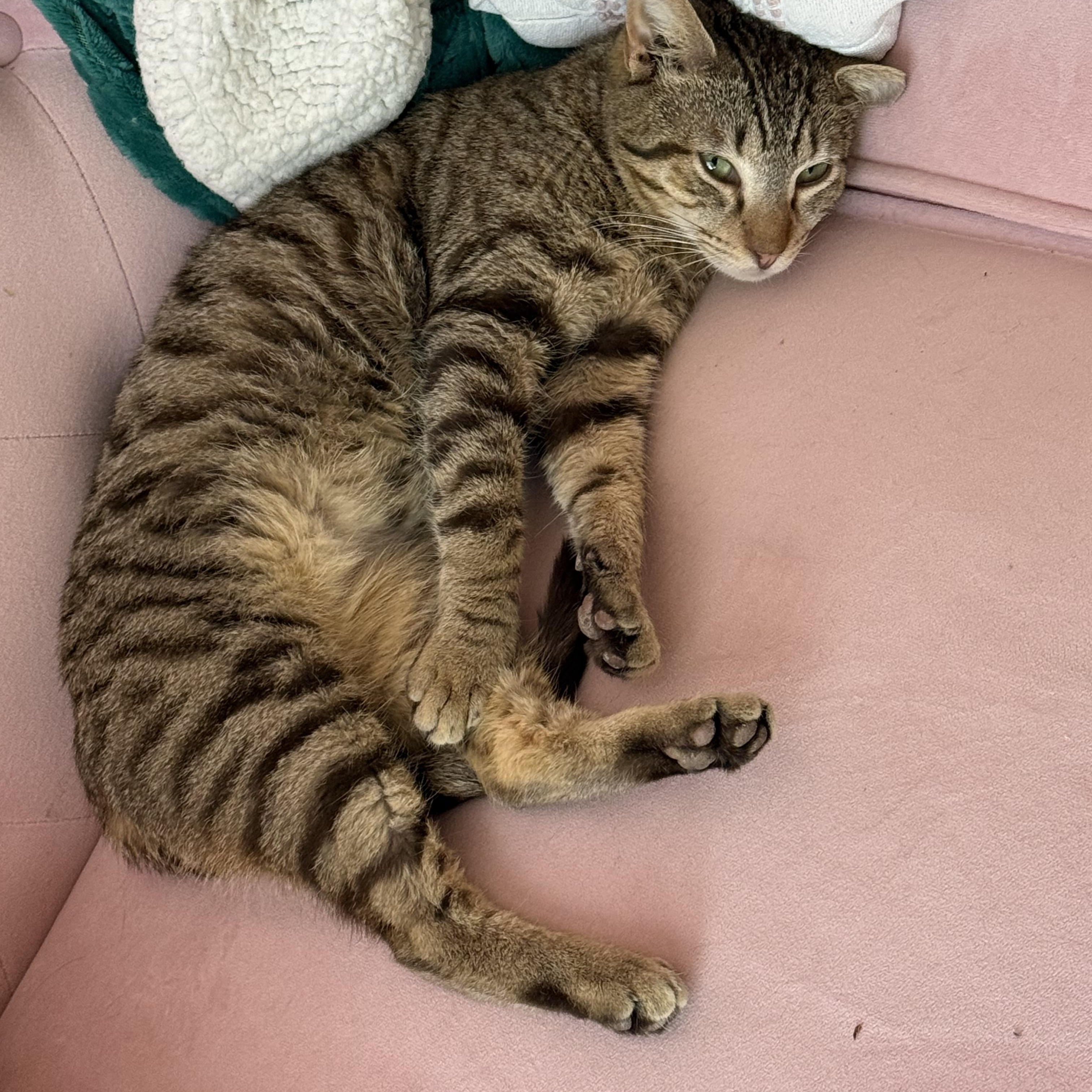 Enlarge Danny, a ADOPTABLE Domestic Short Hair in Wilmington, NC image 2/5