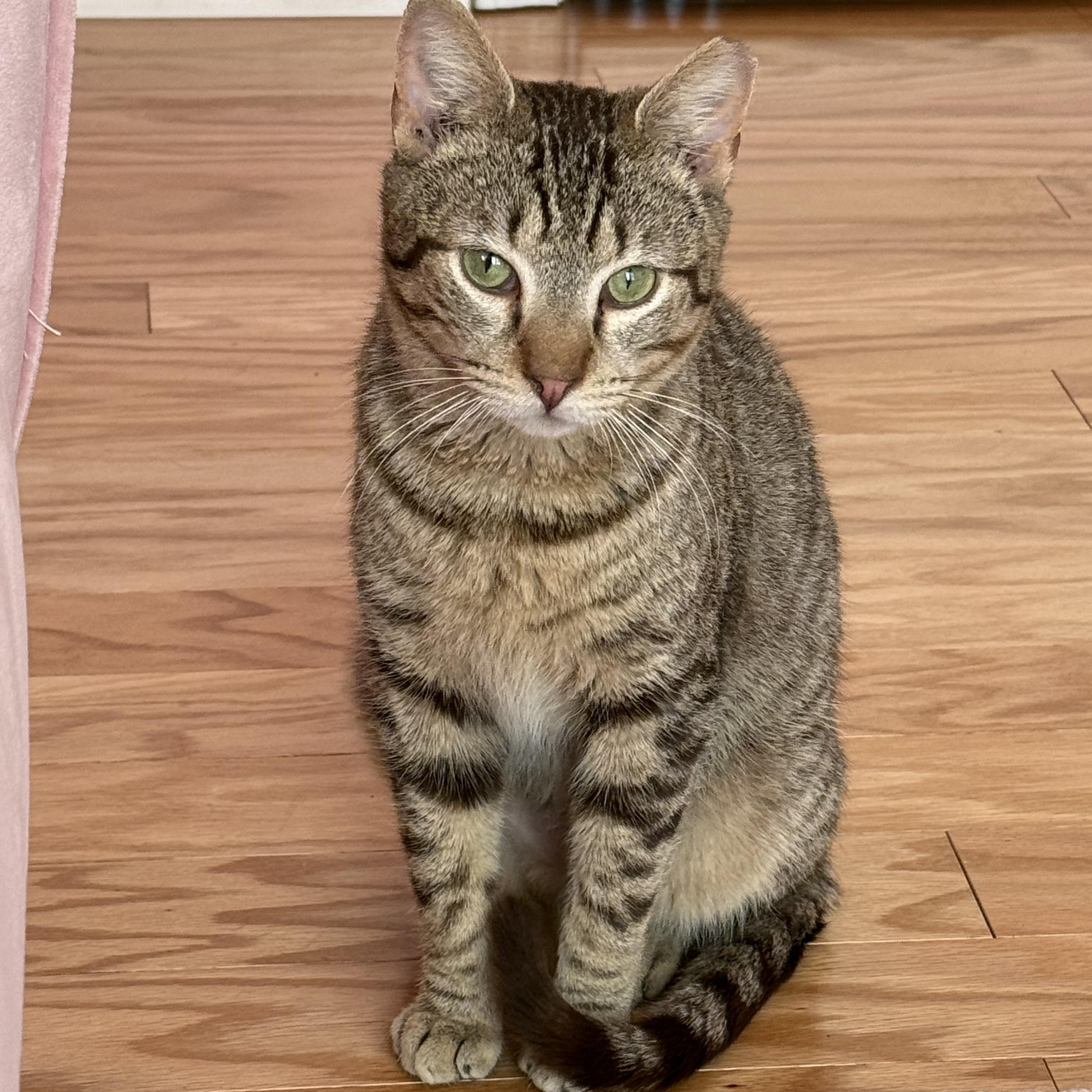 Enlarge Danny, a ADOPTABLE Domestic Short Hair in Wilmington, NC image 3/5