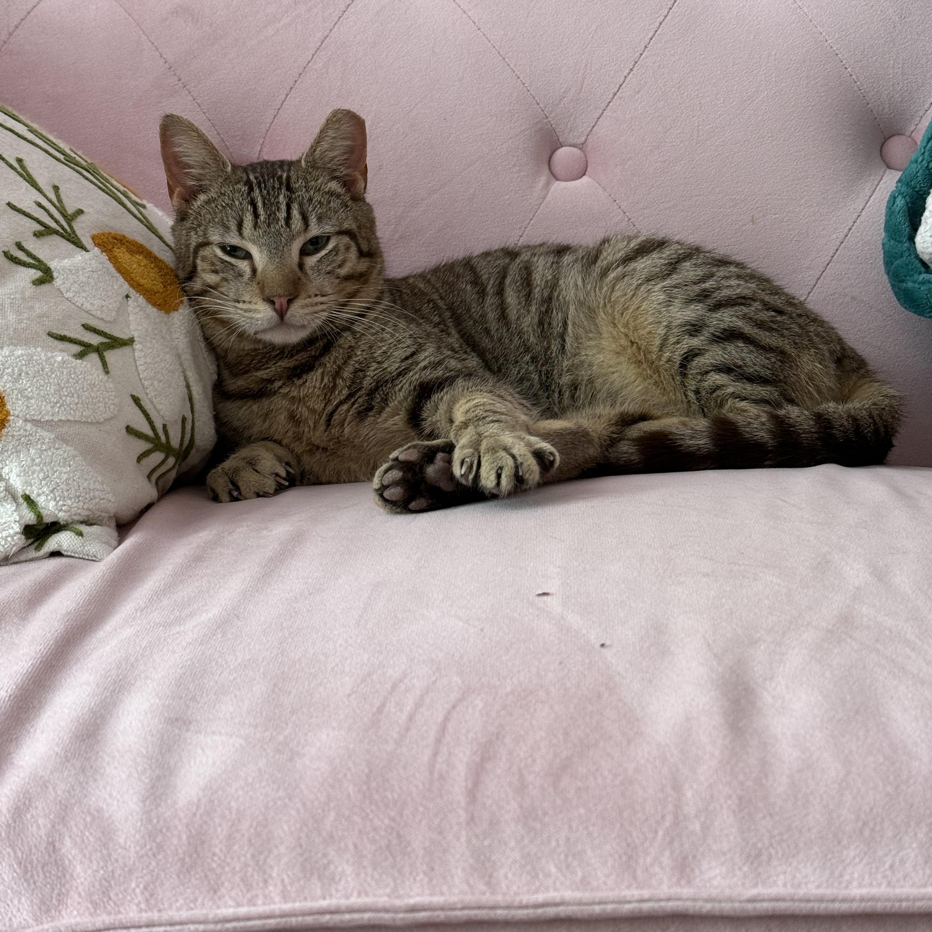 Danny, ADOPTABLE, Kitten Male Domestic Short Hair.