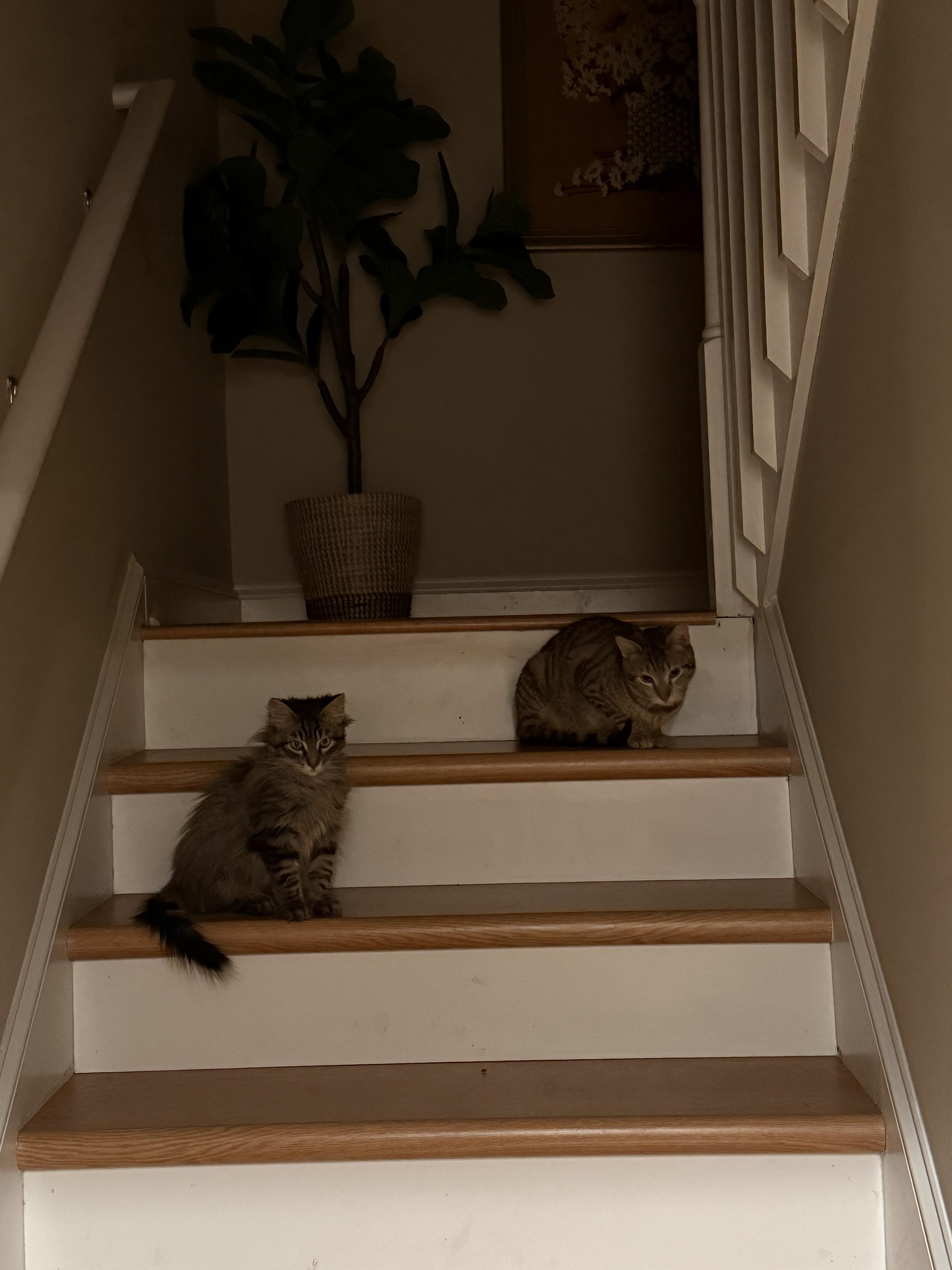 Enlarge Danny, a ADOPTABLE Domestic Short Hair in Wilmington, NC image 4/5