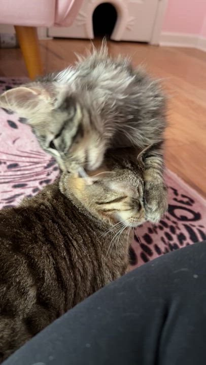 Enlarge Danny, a ADOPTABLE Domestic Short Hair in Wilmington, NC video 5/5