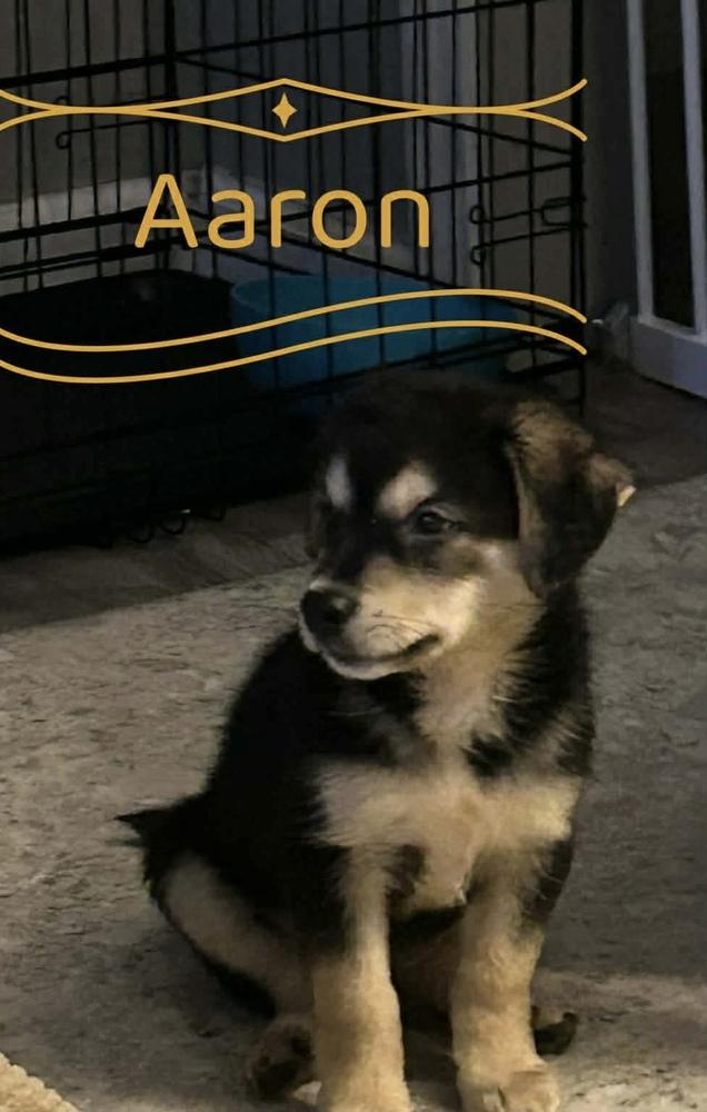 Aaron, Adopted, Puppy Male Pomeranian & Chihuahua.