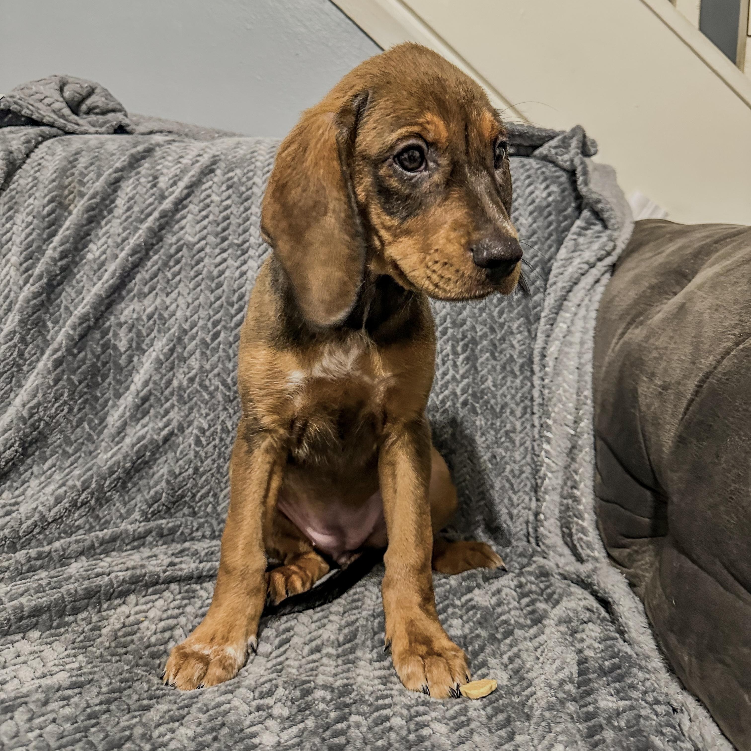Carly , ADOPTABLE, Puppy Female Plott Hound & Bloodhound.