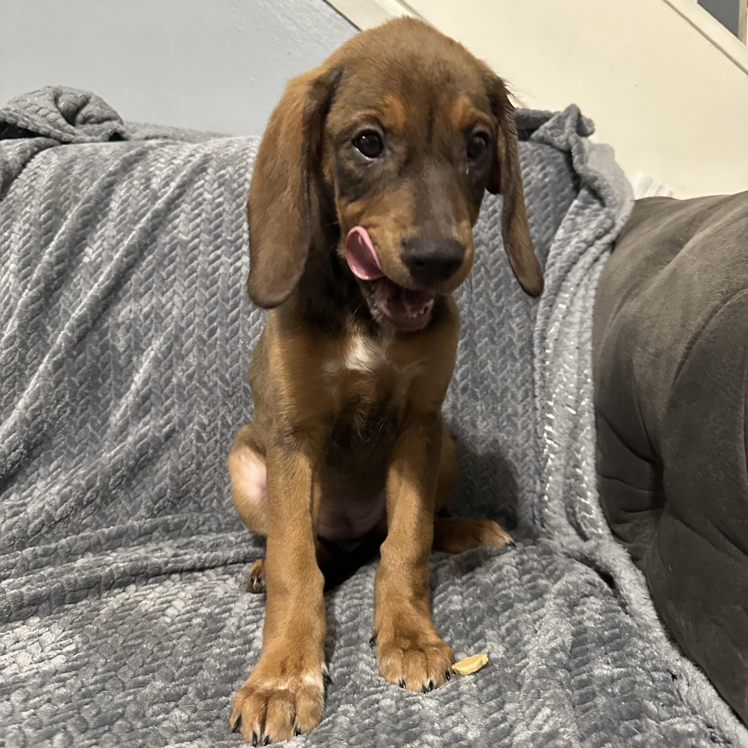 Enlarge Carly , a ADOPTABLE mixed breed in Charleston , WV image 2/2