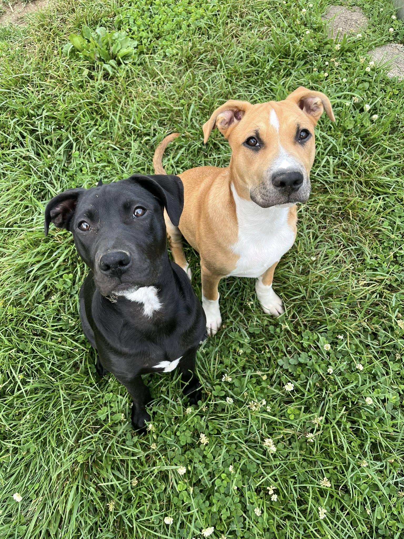 Inky, Adoptable, Young Female Pit Bull Terrier.