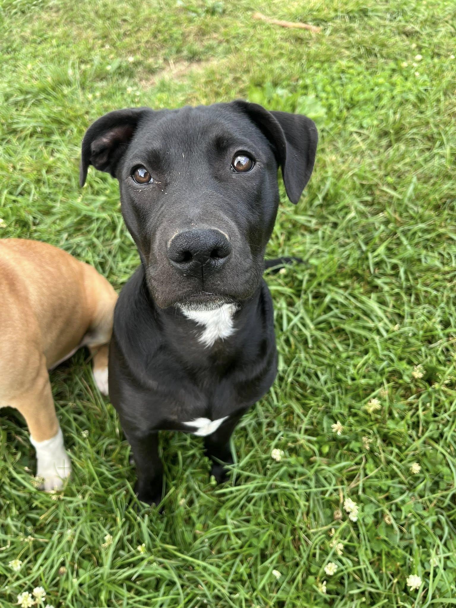 Inky, Adoptable, Young Female Pit Bull Terrier.