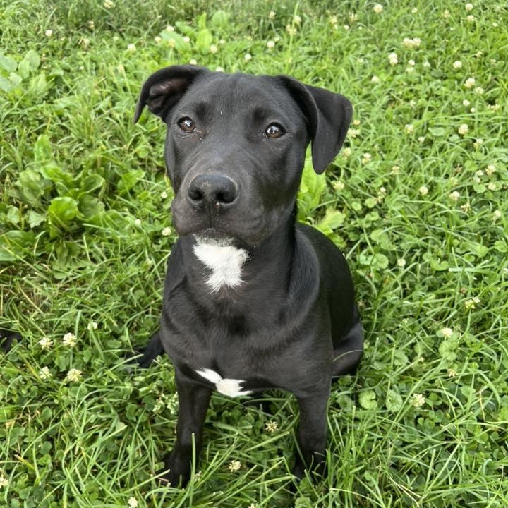 Enlarge Inky, a Adoptable mixed breed in Nottingham, MD image 3/4