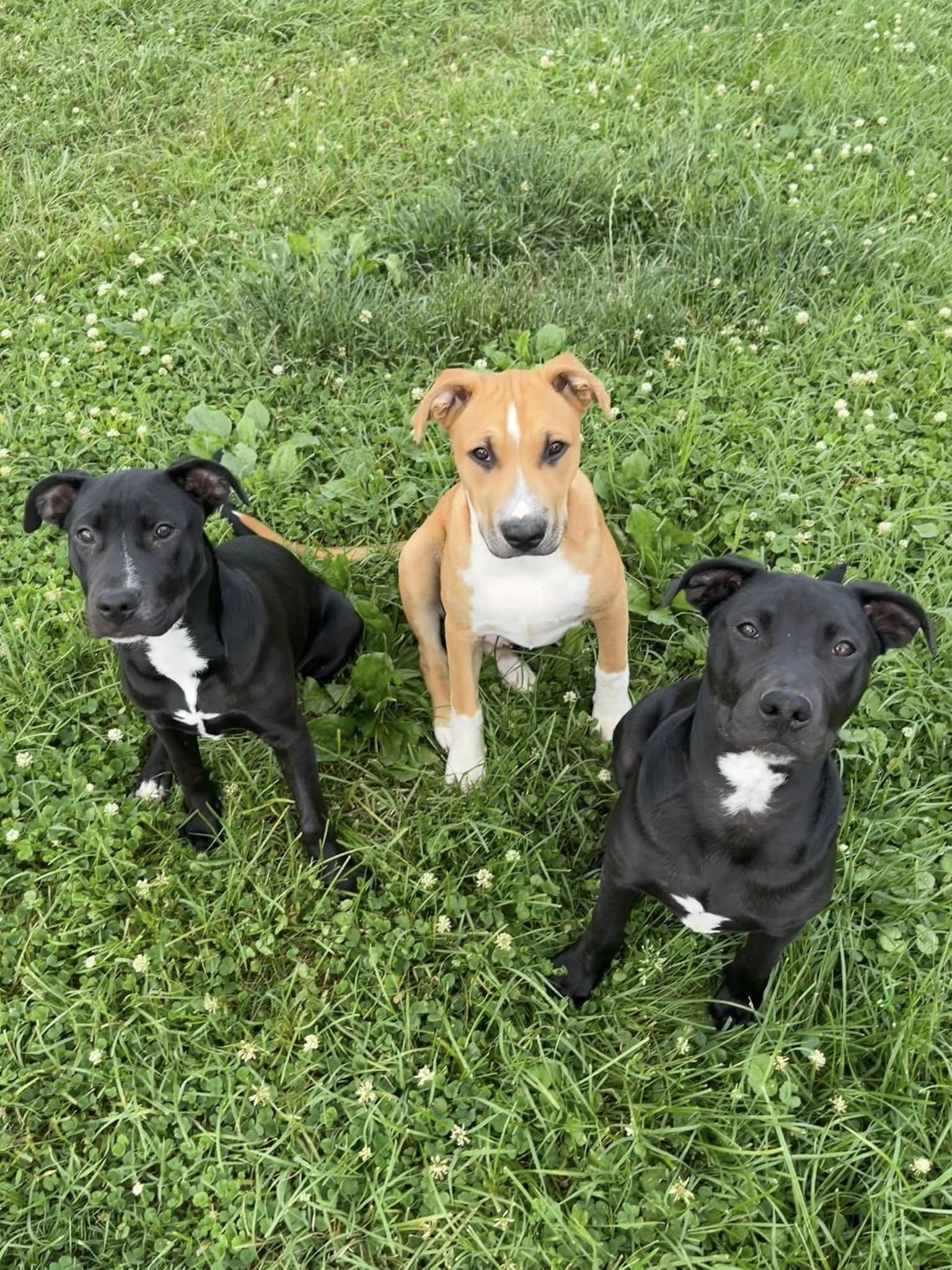 Enlarge Inky, a Adoptable mixed breed in Nottingham, MD image 4/4