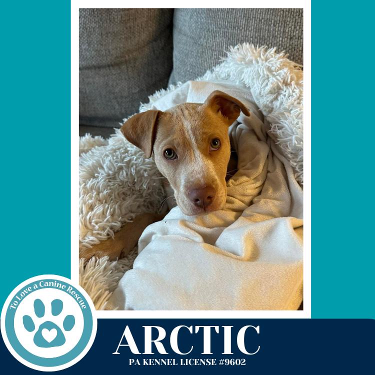 Enlarge Arctic (Winter Storm Pups) 022126, a Adoptable mixed breed in Kimberton, PA image 1/6