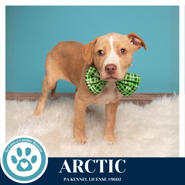 Enlarge Arctic (Winter Storm Pups) 022126, a Adoptable mixed breed in Kimberton, PA image 2/6