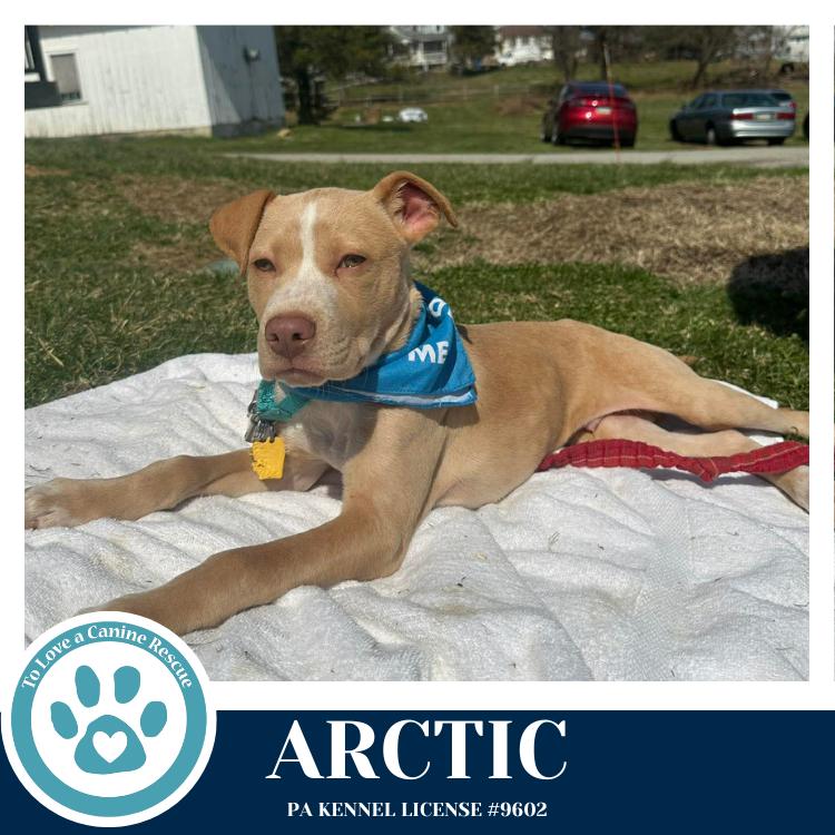 Enlarge Arctic (Winter Storm Pups) 022126, a Adoptable mixed breed in Kimberton, PA image 3/6