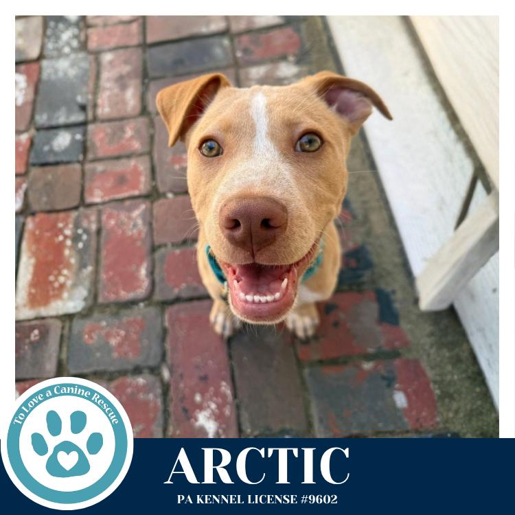 Enlarge Arctic (Winter Storm Pups) 022126, a Adoptable mixed breed in Kimberton, PA image 4/6