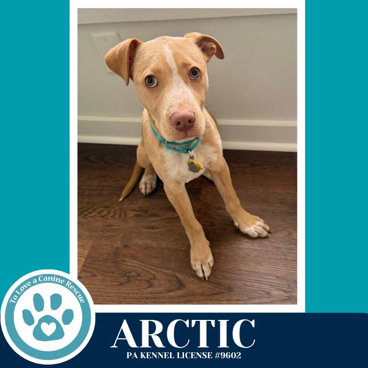 Enlarge Arctic (Winter Storm Pups) 022126, a Adoptable mixed breed in Kimberton, PA image 5/6