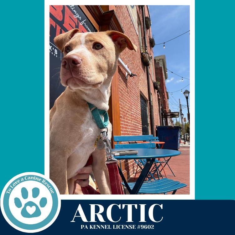Enlarge Arctic (Winter Storm Pups) 022126, a Adoptable mixed breed in Kimberton, PA image 6/6