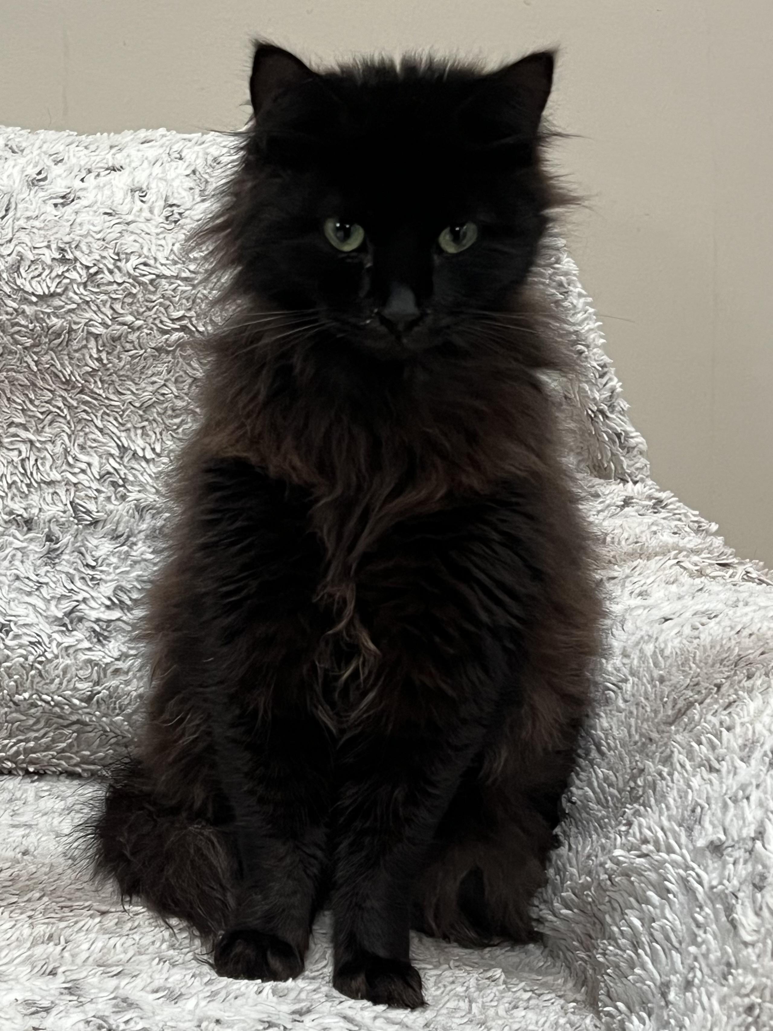 Black Kitty, ADOPTABLE, Adult Male Domestic Long Hair.