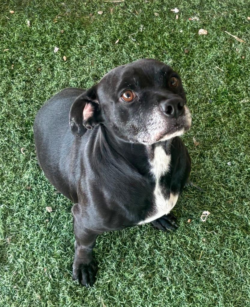 Milton, Adoptable, Adult Male American Bulldog.