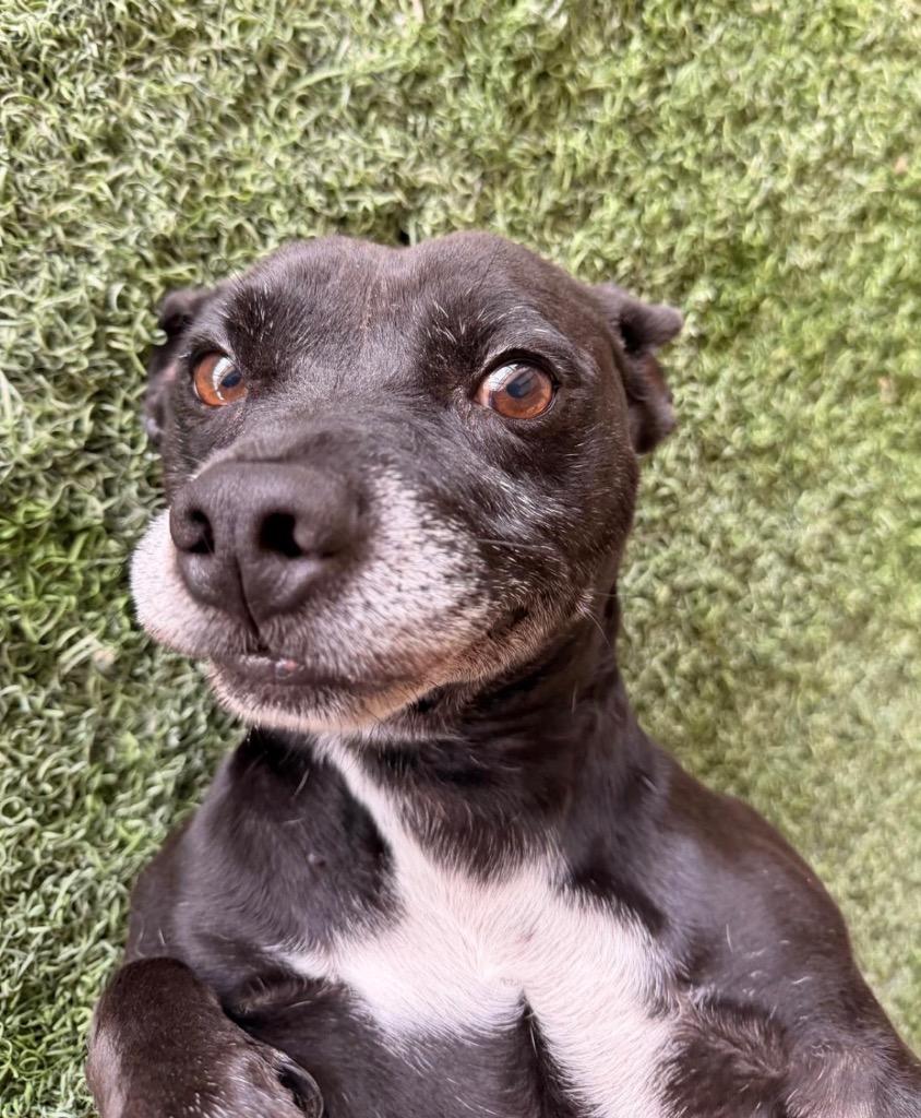 Enlarge Milton, a Adoptable mixed breed in Midland, TX image 2/3