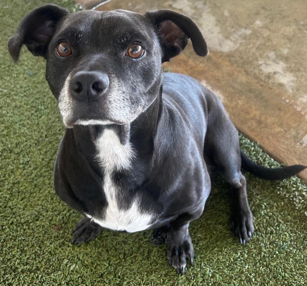 Enlarge Milton, a Adoptable mixed breed in Midland, TX image 3/3