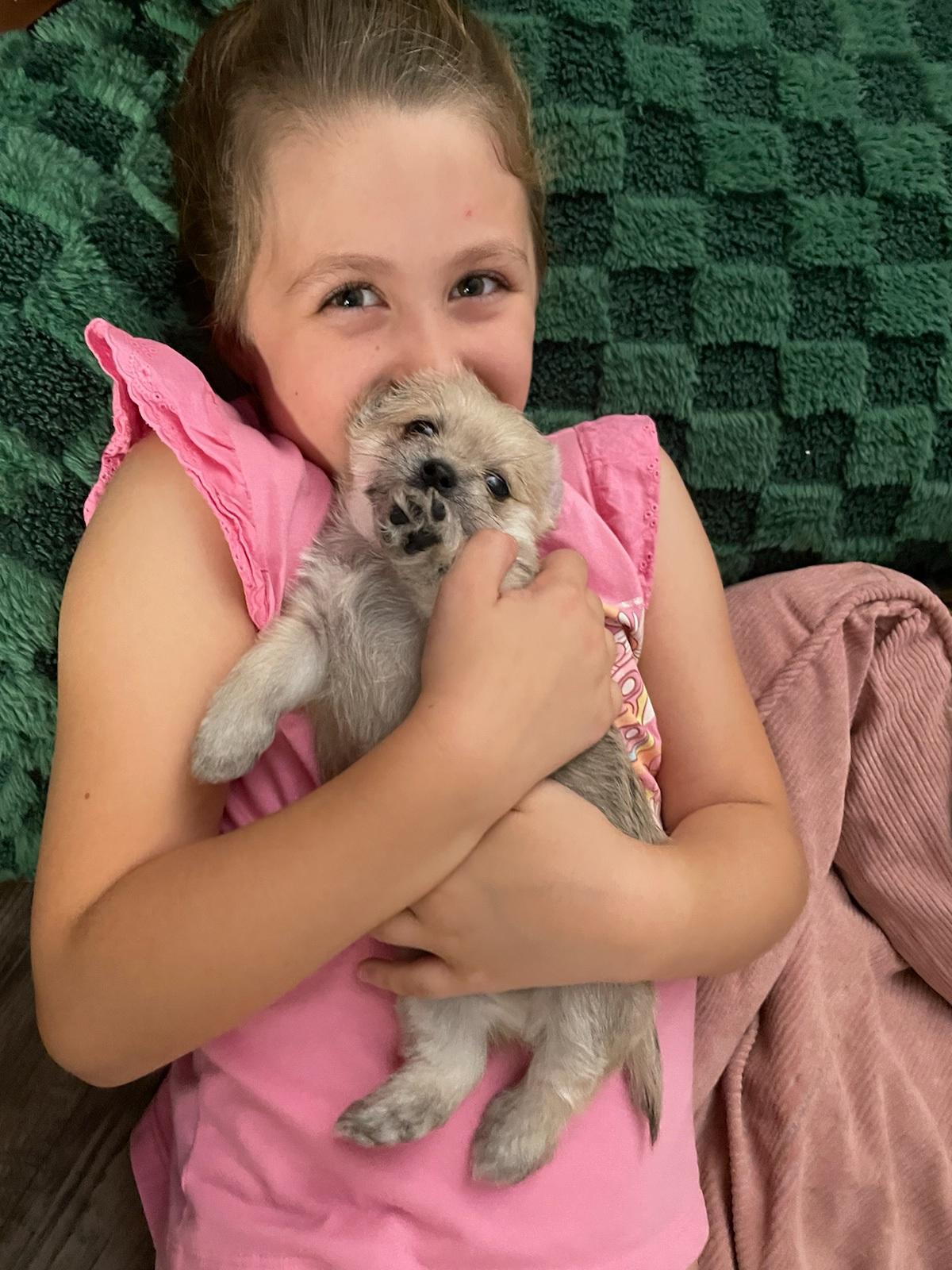 Enlarge Shih tzu pups, a Adopted mixed breed in Stamford, CT image 1/6