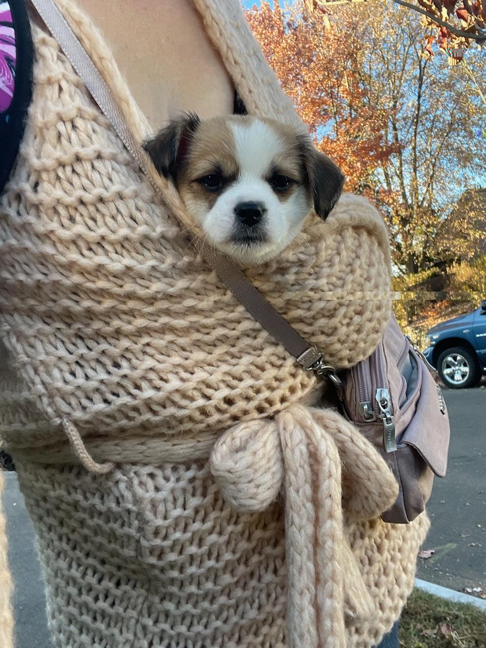 Enlarge Shih tzu pups, a Adopted mixed breed in Stamford, CT image 2/6