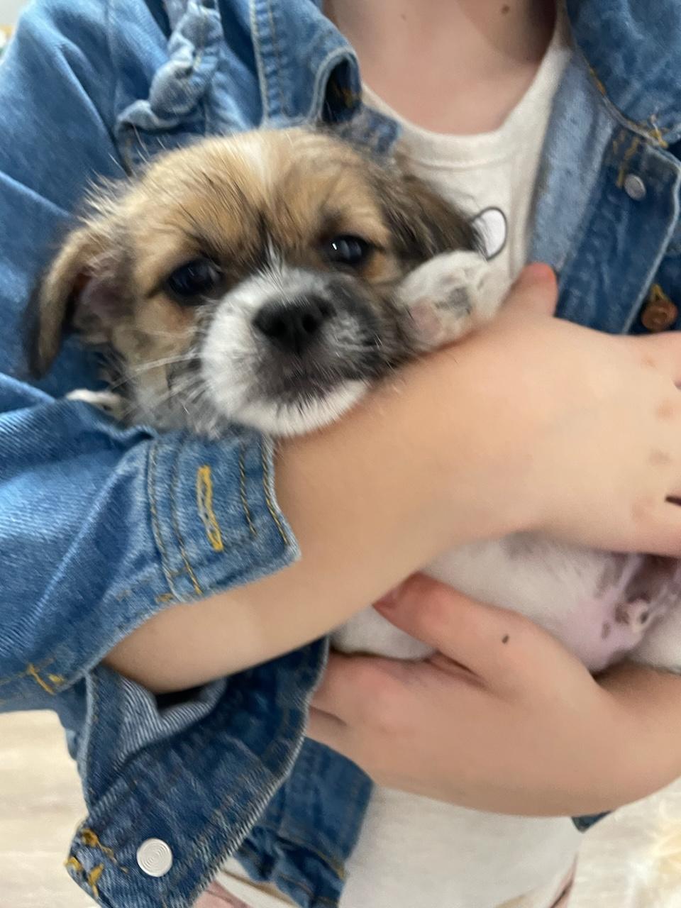 Enlarge Shih tzu pups, a Adopted mixed breed in Stamford, CT image 3/6
