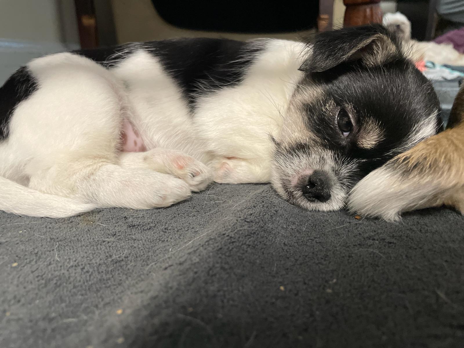 Enlarge Shih tzu pups, a Adopted mixed breed in Stamford, CT image 4/6