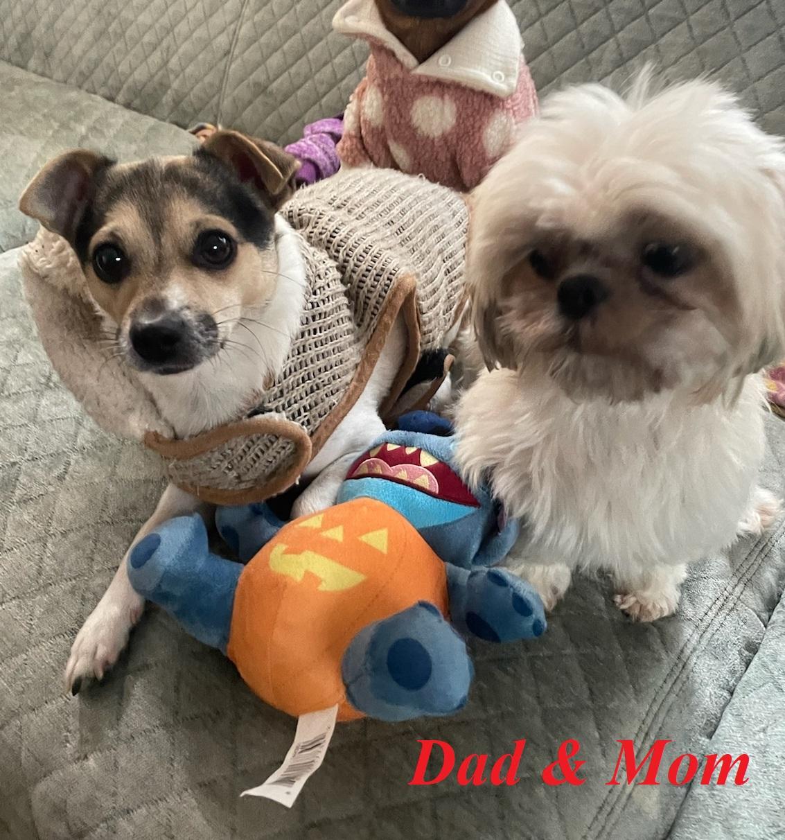 Enlarge Shih tzu pups, a Adopted mixed breed in Stamford, CT image 5/6