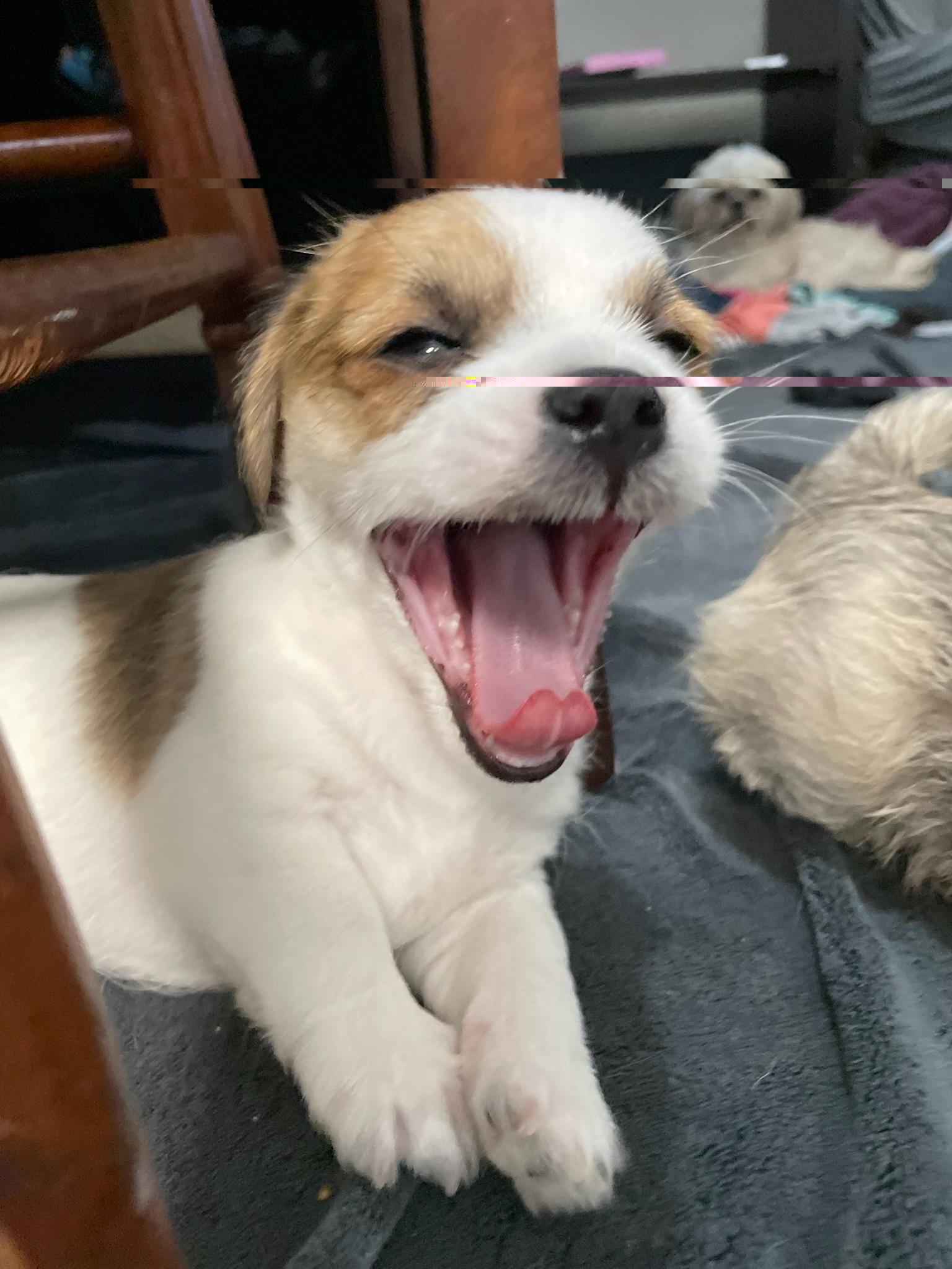 Enlarge Shih tzu pups, a Adopted mixed breed in Stamford, CT image 6/6