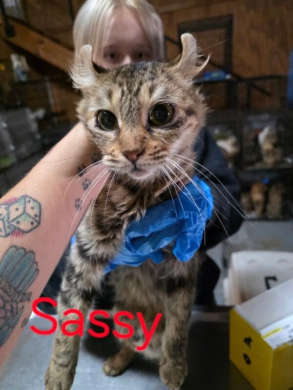 Enlarge Sassy, an adopted Highland Fold in Zimmerman, MN image 1/1