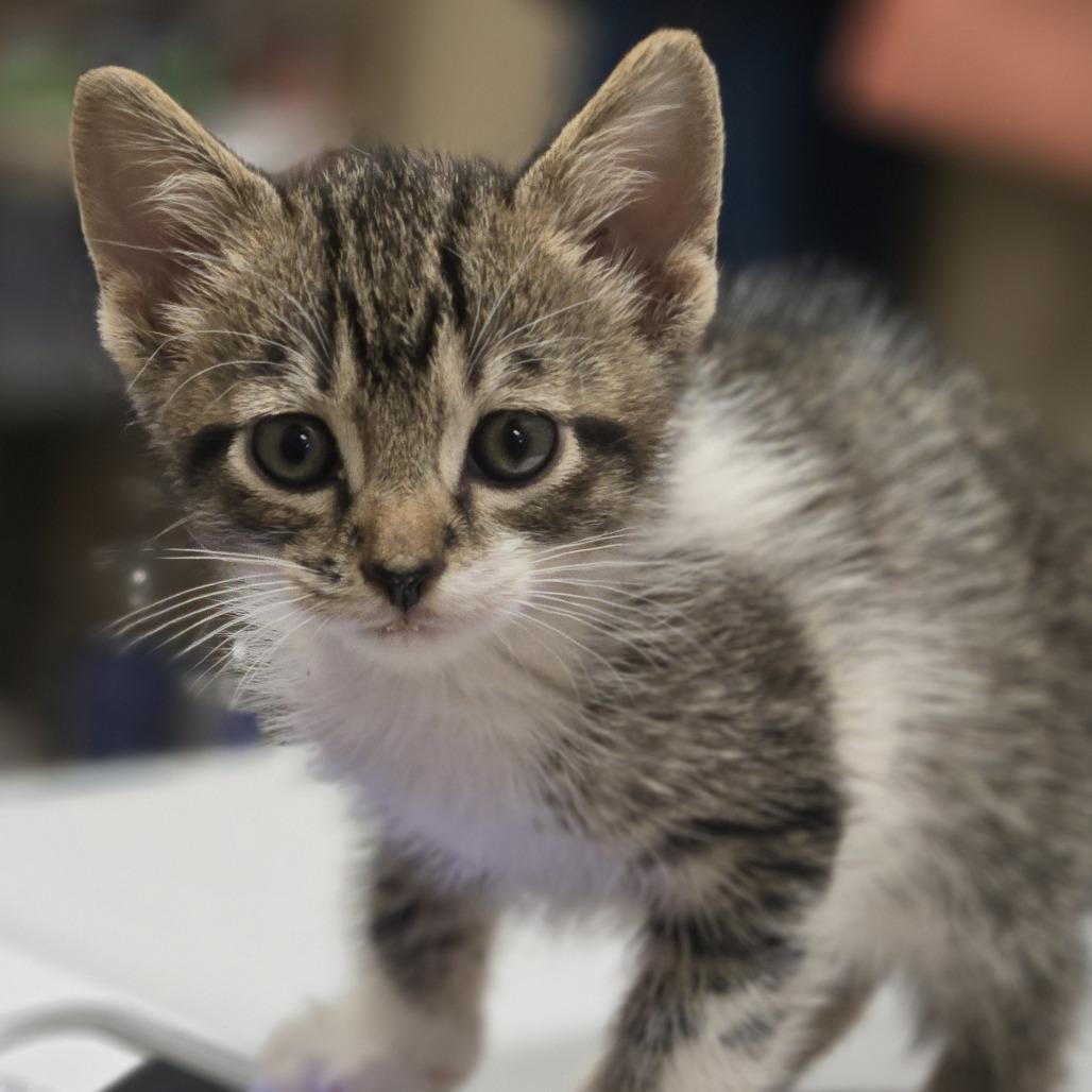 Victor, a Adoptable Domestic Short Hair in Wickenburg, AZ image 1/4