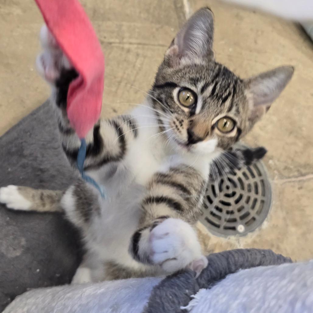 Enlarge Victor, a Adoptable Domestic Short Hair in Wickenburg, AZ image 1/6