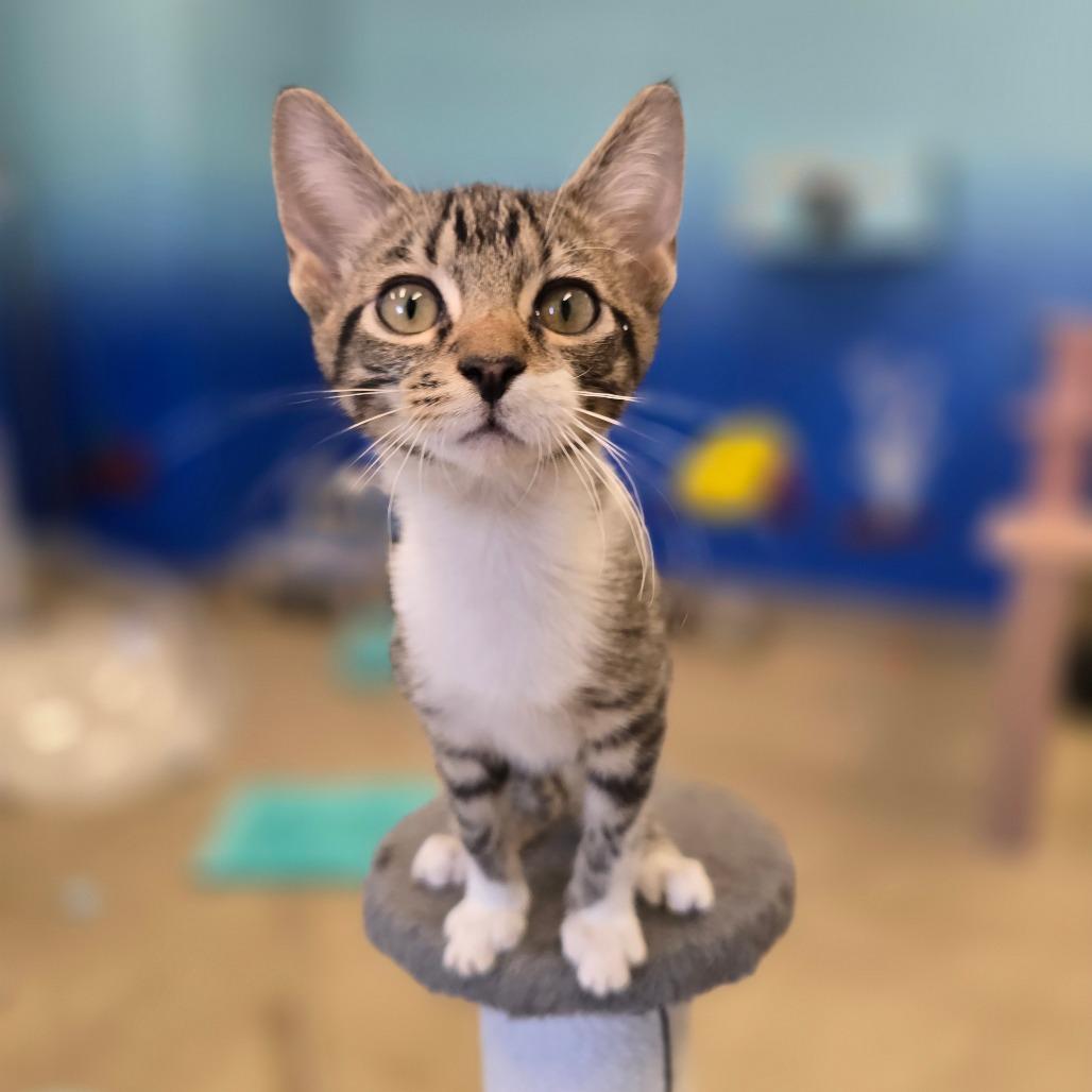 Enlarge Victor, a Adoptable Domestic Short Hair in Wickenburg, AZ image 2/6