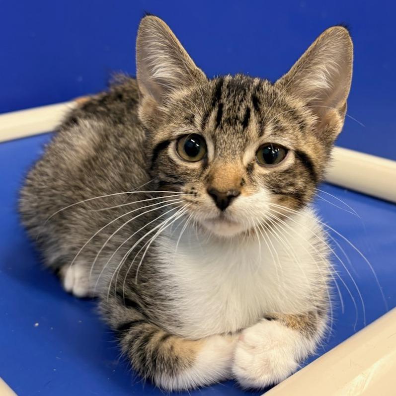 Victor, a Adoptable Domestic Short Hair in Wickenburg, AZ image 2/4