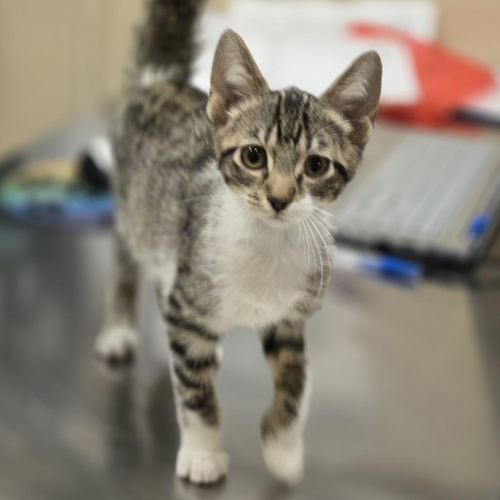 Victor, a Adoptable Domestic Short Hair in Wickenburg, AZ image 3/4