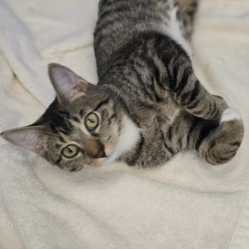 Enlarge Victor, a Adoptable Domestic Short Hair in Wickenburg, AZ image 5/6